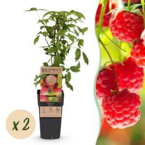 Rubus idaeus Ottawa - Frambozenplant - Winterhard - Rode Framboos - 2 Planten