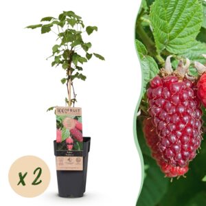 Rubus log. Tayberry - Braamboos - Winterhard - Paarse Framboos - 2 Planten