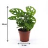Monstera Adansonii - Rhaphidophora Tetrasperma - 4 Planten