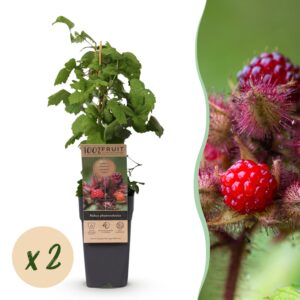 Rubus phoenicolasius - Japanse wijnbes - Winterhard - Fel Rode Framboos - 2 Planten