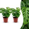 Monstera Adansonii - Rhaphidophora Tetrasperma - 2 Planten