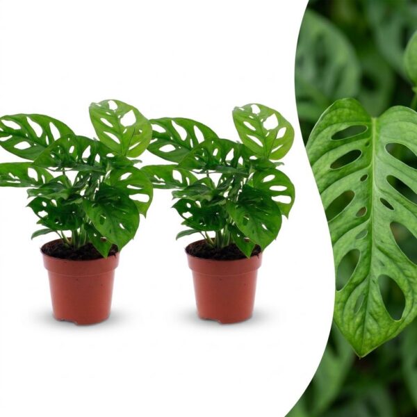 thumbnail_6000-215.jpg Monstera Adansonii - Rhaphidophora Tetrasperma - 2 Planten