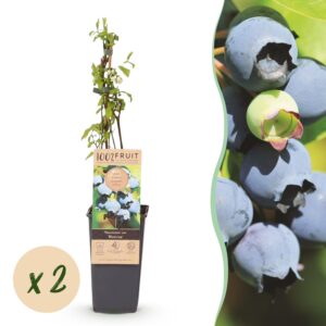 Vaccinium corymbosum Bluecrop - Bosbes - Winterhard - Blauwe Bes - 2 Planten