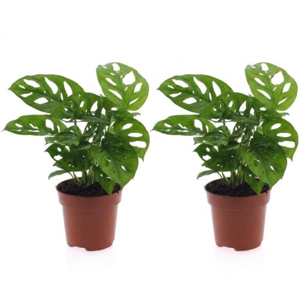 thumbnail_6000-216.jpg Monstera Adansonii - Rhaphidophora Tetrasperma - 2 Planten