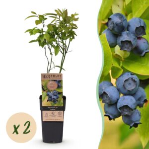 Vaccinium corymbosum Patriot - Bosbes - Winterhard - Blauwe Bes - 2 Planten