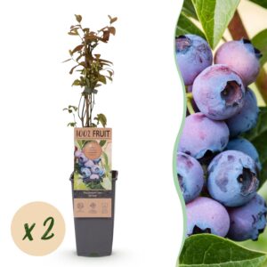 Vaccinium corymbosum Jersey - Bosbes - Winterhard - Blauwe Bes - 2 Planten