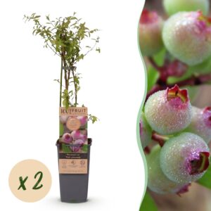 Vaccinium cor. Pink Lemonade - Roze Bosbes - Winterhard - Roze Bes - 2 Planten
