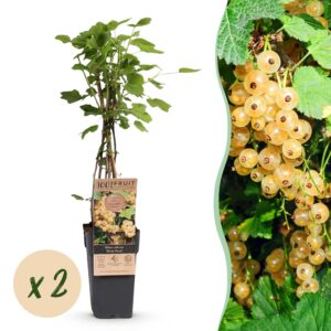 Ribes rubrum Witte Parel - Bessenplant - Winterhard - Witte Bes - 2 Planten