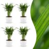 Areca Lutescens - Goudpalm - 4 Planten - met Potter Wit