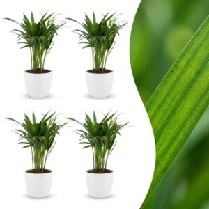 Areca Lutescens - Goudpalm - 4 Planten - met Potter Wit