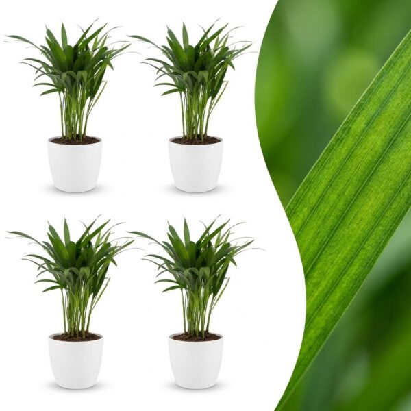 thumbnail_6000-220.jpg Areca Lutescens - Goudpalm - 4 Planten - met Potter Wit