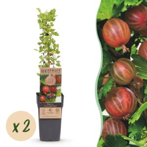 Ribes uva-crispa Hinnonmäki Röd - Kruisbes - Winterhard - Rode Bes - 2 Planten
