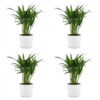Areca Lutescens - Goudpalm - 4 Planten - met Potter Wit