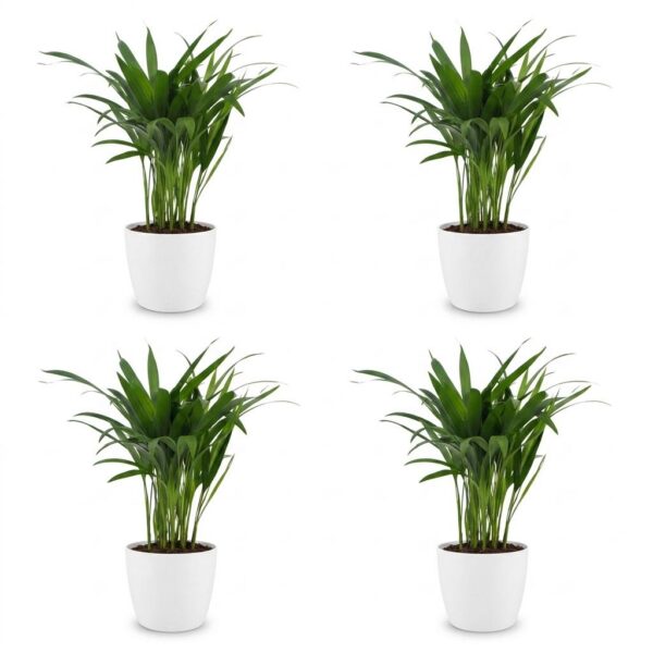 thumbnail_6000-221.jpg Areca Lutescens - Goudpalm - 4 Planten - met Potter Wit