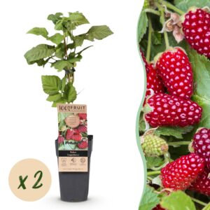 Rubus Thornless Loganberry - Braamboos - Winterhard - Rode Vrucht - 2 Planten