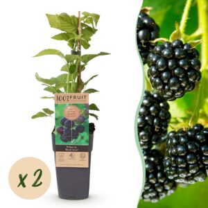 Rubus occ. Black Jewel - Bramenplant - Winterhard - Zwarte Braam - 2 Planten