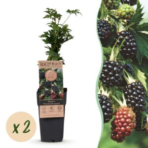 Rubus fruticosus Thornless Evergreen - Bramenplant - Doornloos - Zwarte Braam - 2 Planten