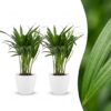 Areca Lutescens - Goudpalm - 2 Planten - met Potter Wit