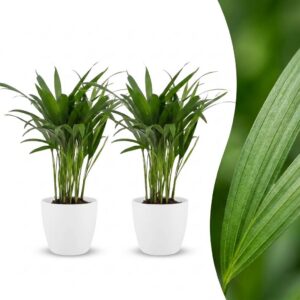 Areca Lutescens - Goudpalm - 2 Planten - met Potter Wit