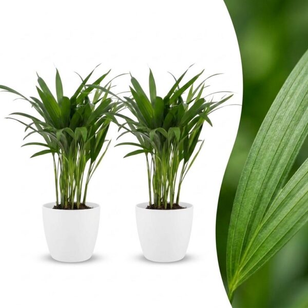 thumbnail_6000-225.jpg Areca Lutescens - Goudpalm - 2 Planten - met Potter Wit