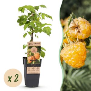Rubus idaeus Fallgold - Frambozenplant - Winterhard - Gele Framboos - 2 Planten
