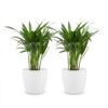 Areca Lutescens - Goudpalm - 2 Planten - met Potter Wit