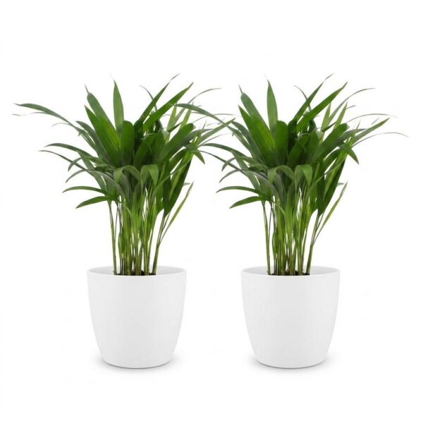 thumbnail_6000-226.jpg Areca Lutescens - Goudpalm - 2 Planten - met Potter Wit