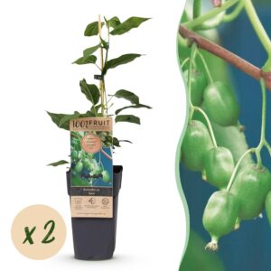 Acitinidia arguta Issai - Kiwiplant - Zelfbestuivend - Groene Vrucht - 2 Planten