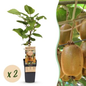 Acitinidia deliciosa Hayward - Kiwiplant - Vrouwelijk - Groene Vrucht - 2 Planten
