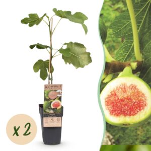 Ficus carica Brown Turkey - Vijgenboom - Winterhard - Groen - Paarse Vrucht - 2 Planten