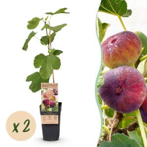 Ficus carica Rouge de Bordeaux - Vijgenboom - Winterhard - Paarse Vrucht - 2 Planten