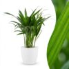 Areca Lutescens - Goudpalm - met Potter Wit