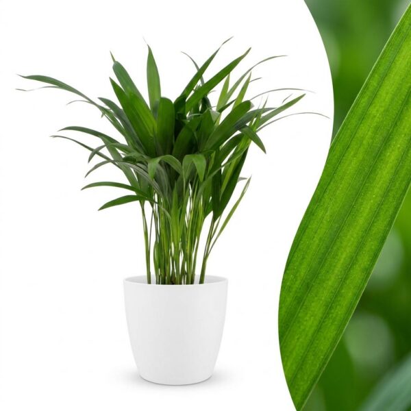 thumbnail_6000-230.jpg Areca Lutescens - Goudpalm - met Potter Wit