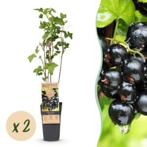 Ribes nigrum Ben Nevis - Bessenplant - Winterhard - Zwarte Bes - 2 Planten