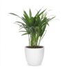 Areca Lutescens - Goudpalm - met Potter Wit