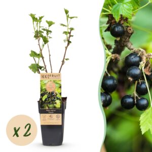 Ribes nigrum Titania - Bessenplant - Winterhard - Zwarte Bes - 2 Planten