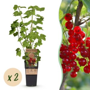Ribes rubrum Jonkheer van Tets - Bessenplant - Winterhard - Rode Bes - 2 Planten