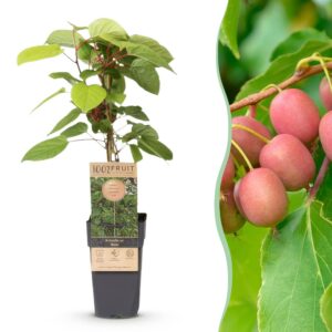 Actinidia arguta Weiki - Kiwiplant - Mannelijk - Rode - Paarse Vruchtjes