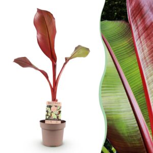 Musa ensete Maurelli - Bananenboom - Winterhard - Rood-Groenen