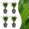 Areca Lutescens - Goudpalm - 4 Planten - met Potter Grijs