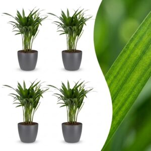 Areca Lutescens - Goudpalm - 4 Planten - met Potter Grijs