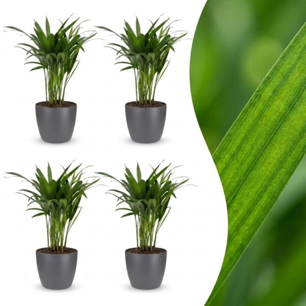 thumbnail_6000-235.jpg Areca Lutescens - Goudpalm - 4 Planten - met Potter Grijs