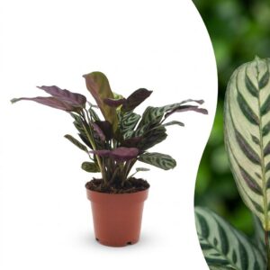 thumbnail_6000-2359.jpg Ctenanthe Burle Marxii - Visgraatplant