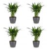 Areca Lutescens - Goudpalm - 4 Planten - met Potter Grijs