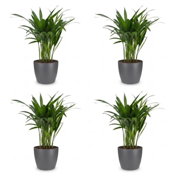 thumbnail_6000-236.jpg Areca Lutescens - Goudpalm - 4 Planten - met Potter Grijs