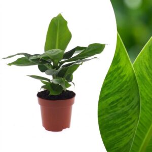 thumbnail_6000-2369.jpg Musa Oriental Dwarf - Dwergbanaan