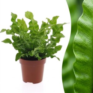 thumbnail_6000-2374.jpg Asplenium Crispy Wave - Asplenium Crispy Wave