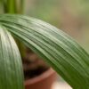 Areca Lutescens - Goudpalm - 4 Planten - met Potter Grijs