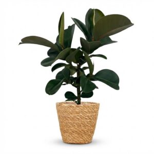 thumbnail_6000-2384.jpg Rubberplant - Ficus Elastica Cloe - Groen - Weinig onderhoud - met Mand