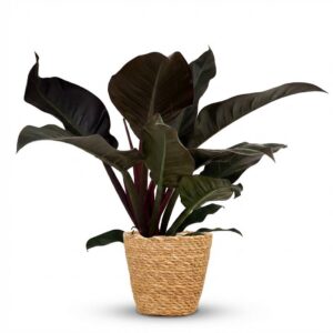 thumbnail_6000-2389.jpg Philodendron - Philodendron Imperial Red - Rood - Weinig onderhoud - met Mand